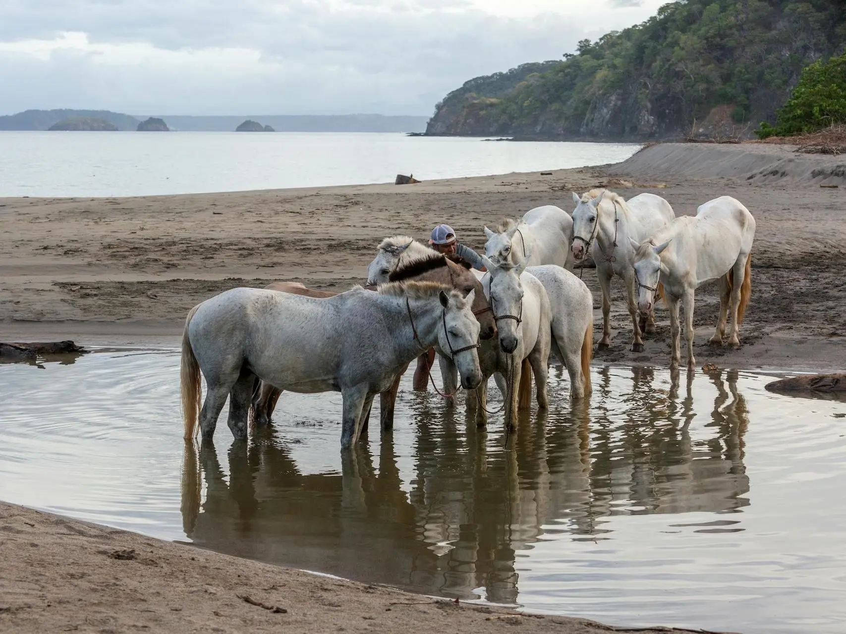 Costa Rican Saddle Horse