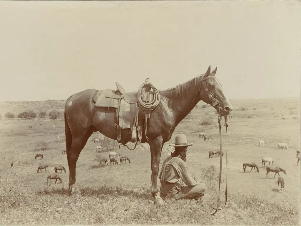 Country Saddle Horse