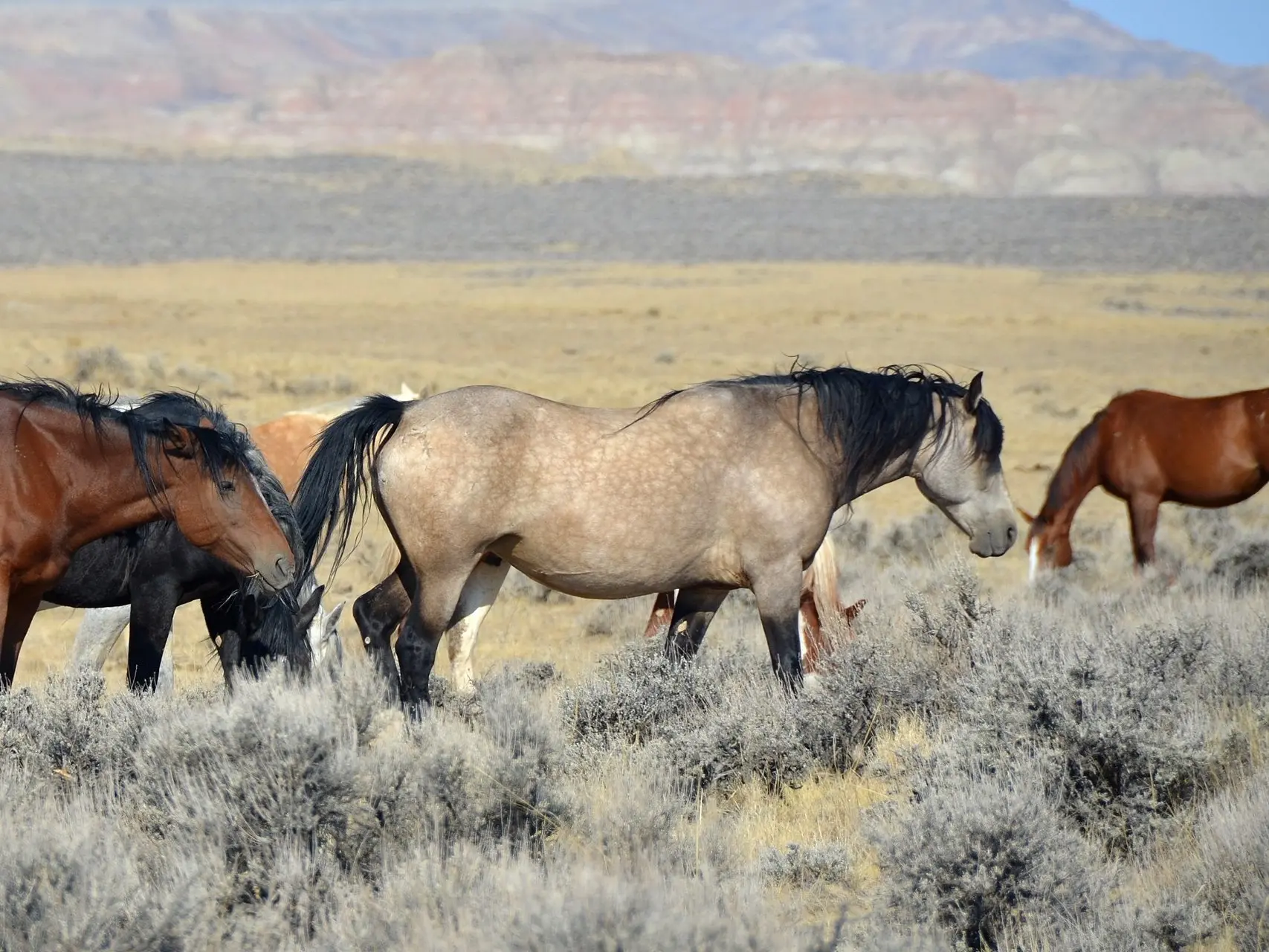 Buckskin horse