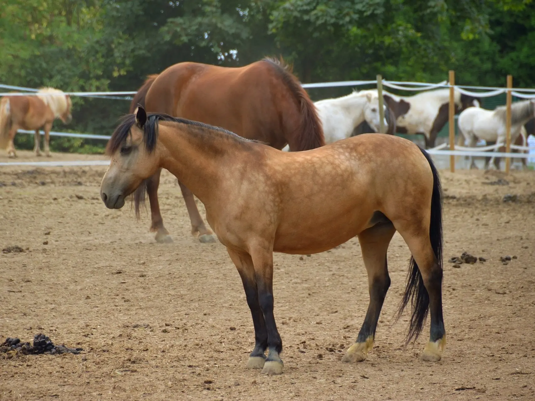 Buckskin horse