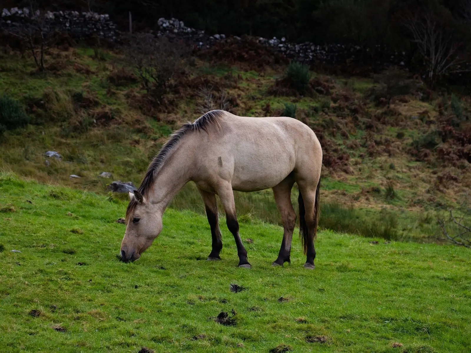 Buckskin horse