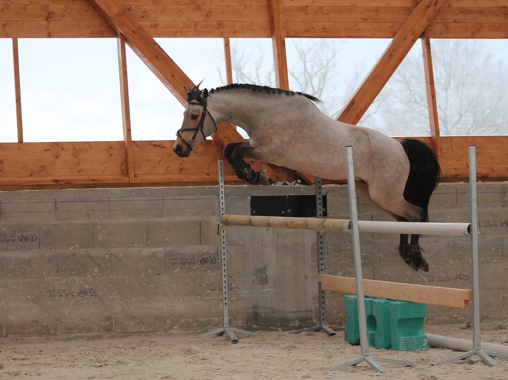 Buckskin horse