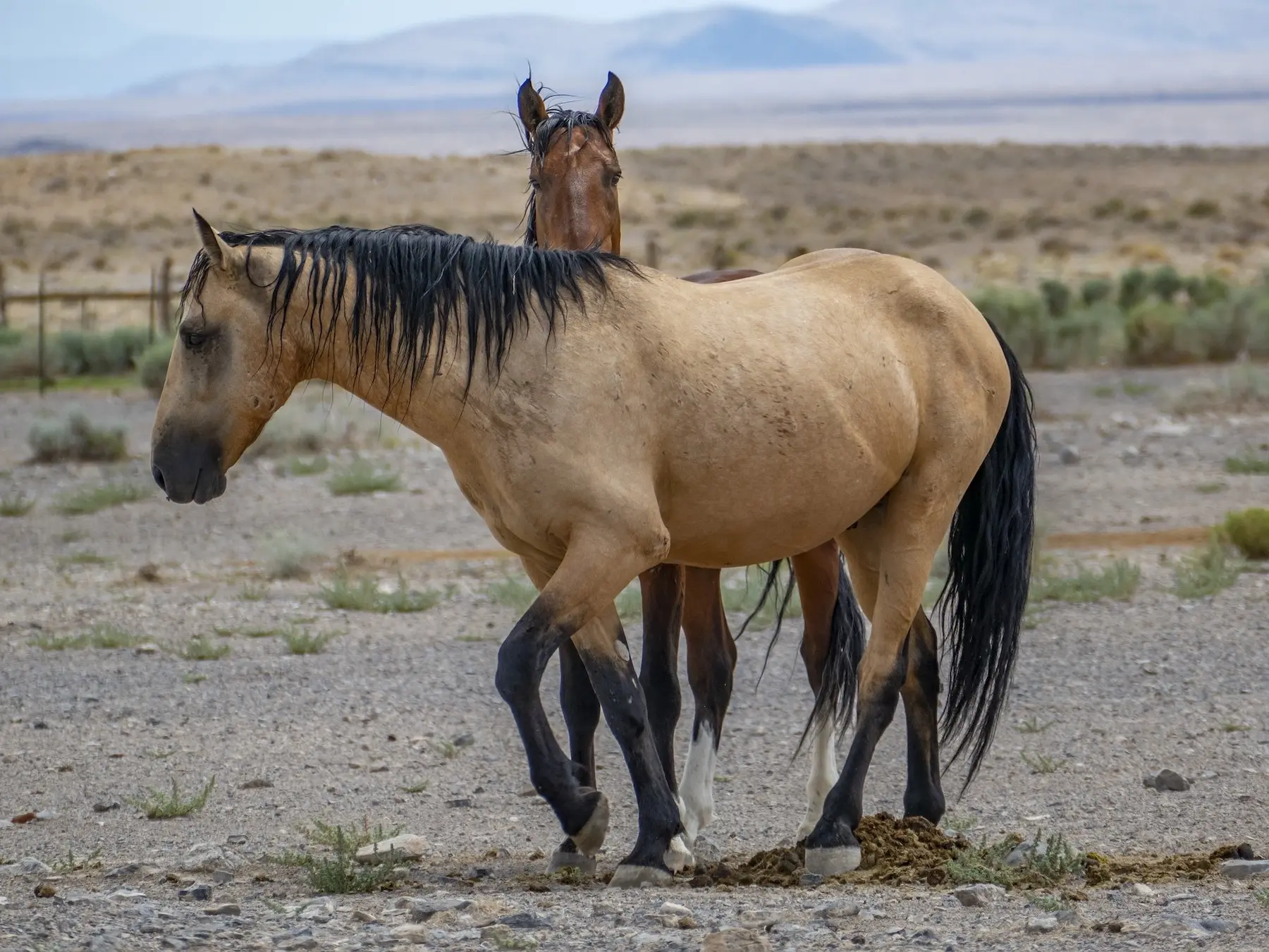 Buckskin horse