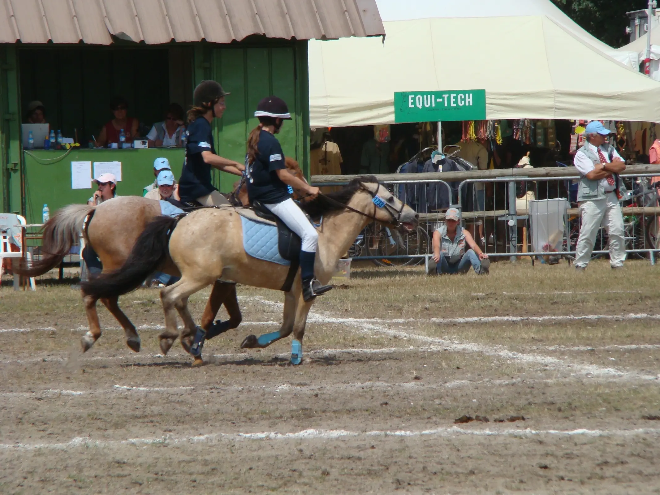 Buckskin horse