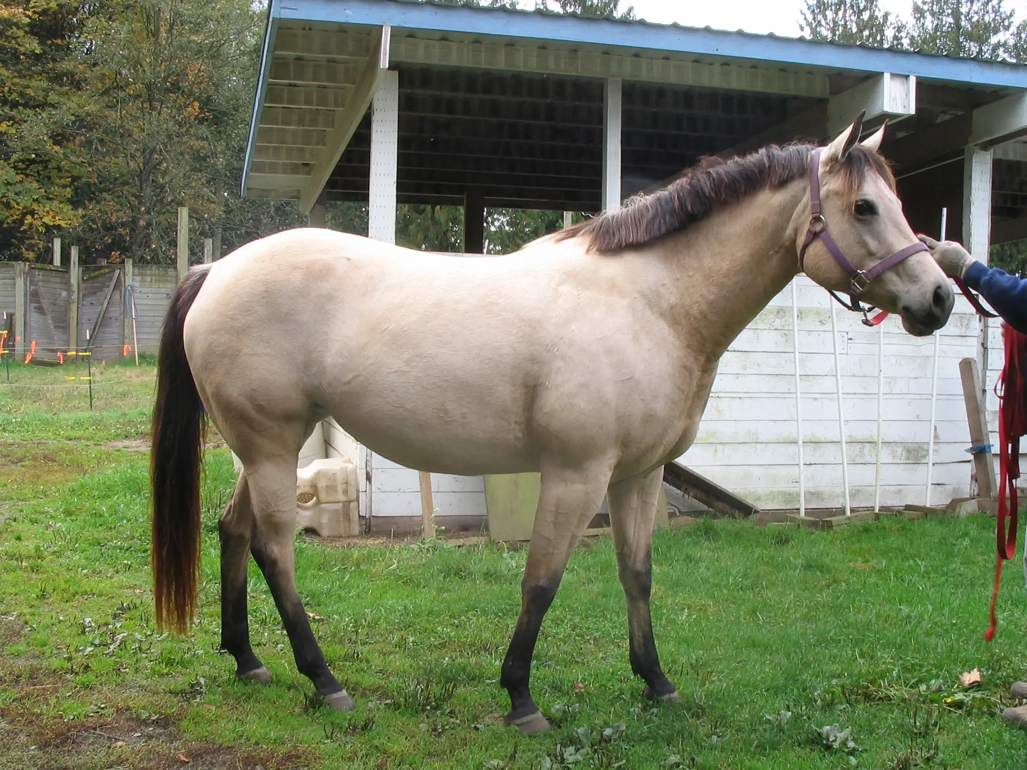 Buckskin horse