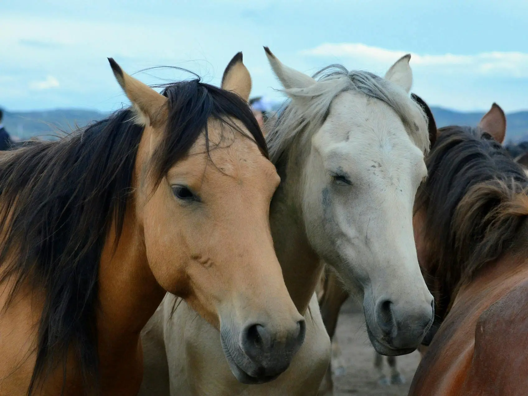 Buckskin horse