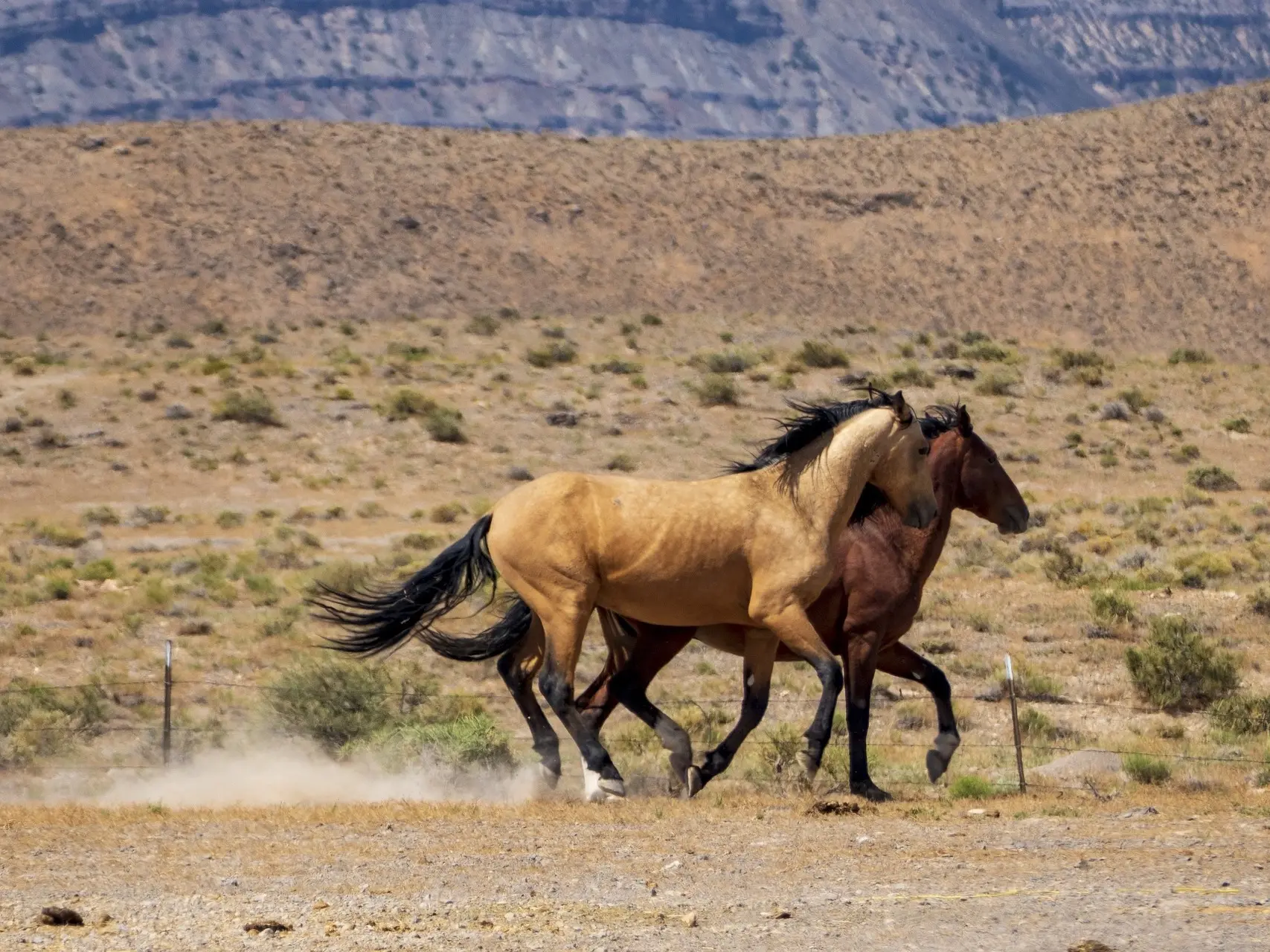 Buckskin horse