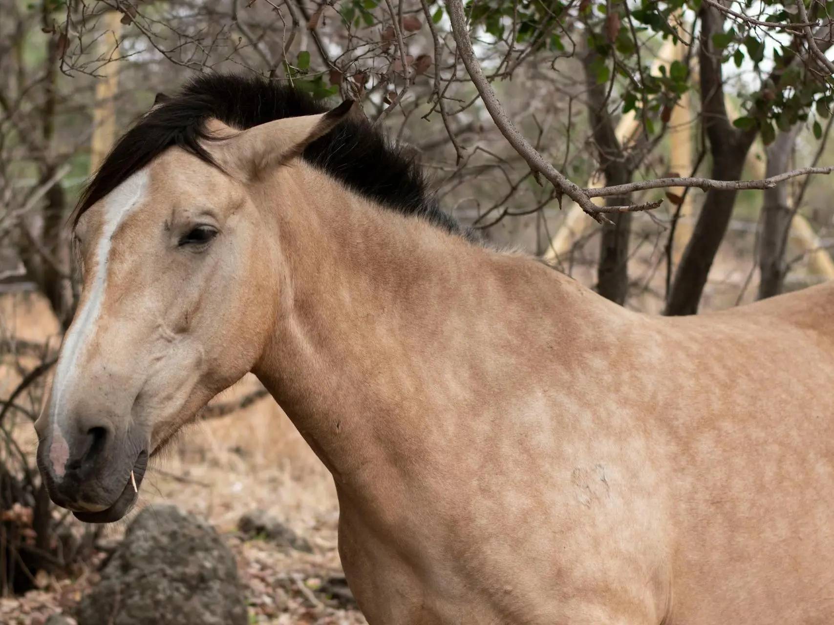 Buckskin