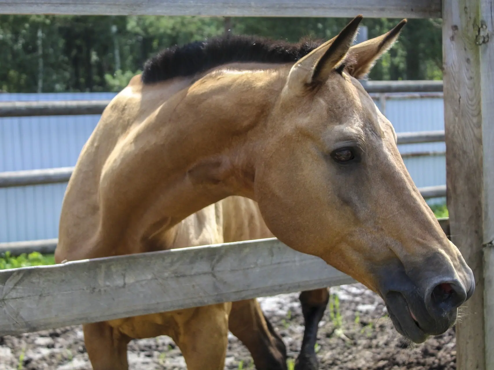 Buckskin horse