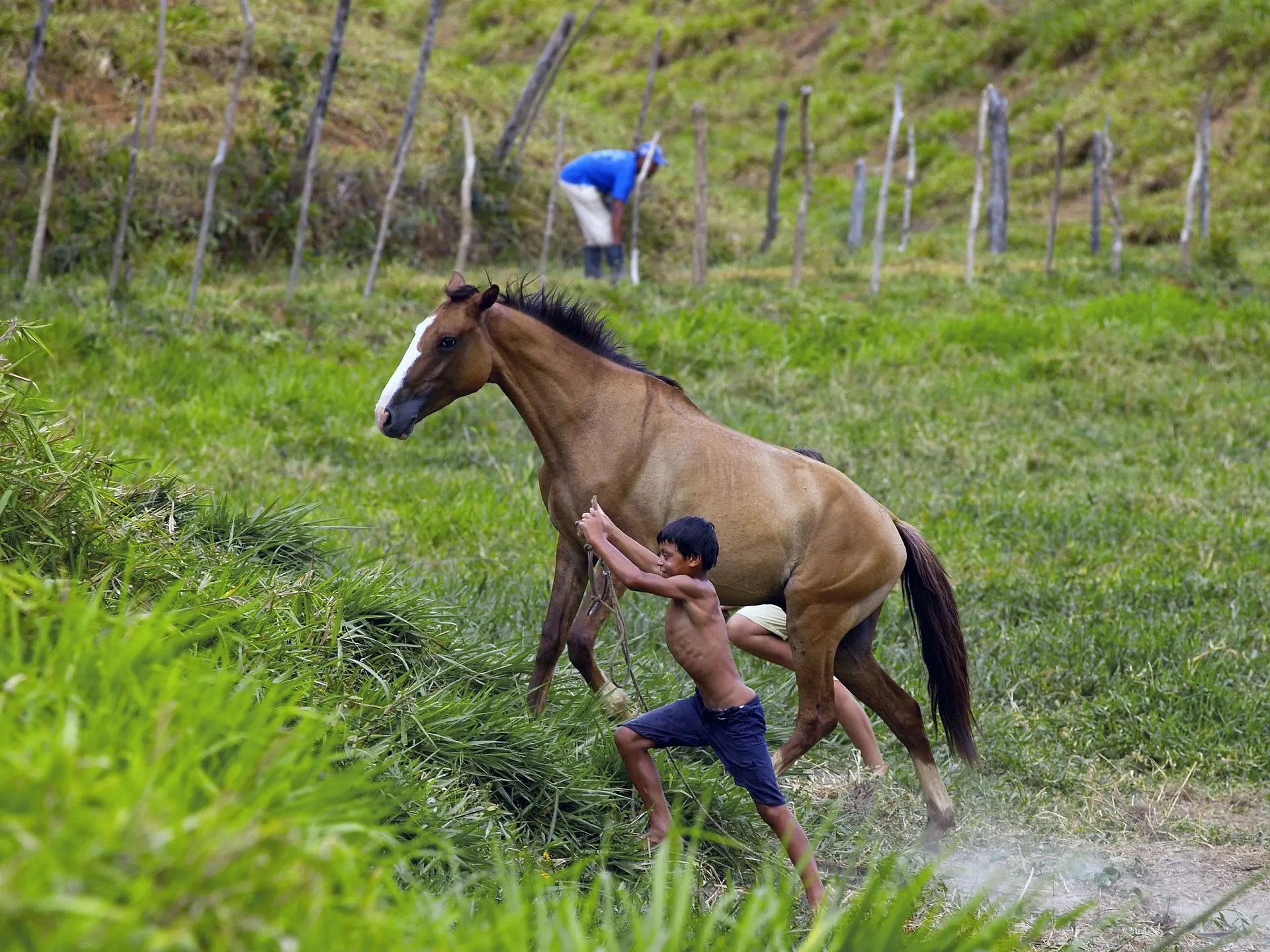 Buckskin horse