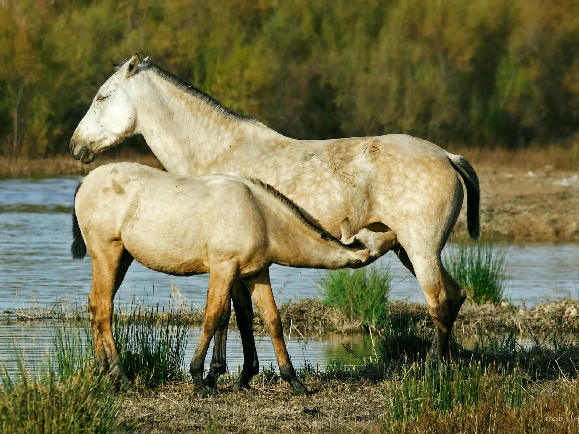 Sealskin horse