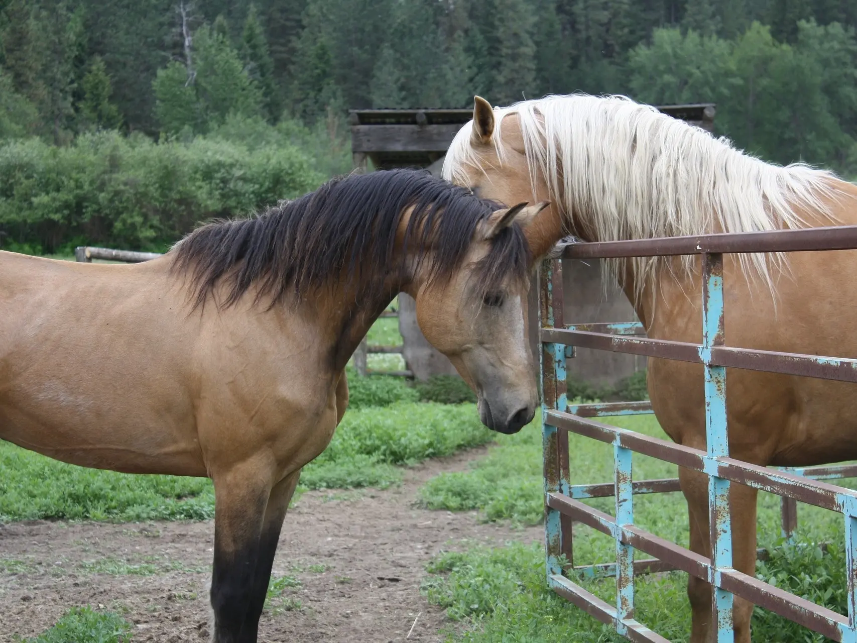 Buckskin horse