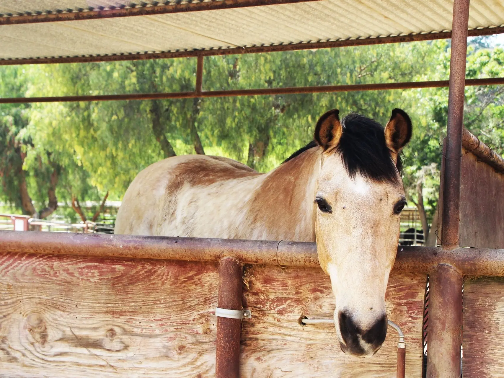 Buckskin horse