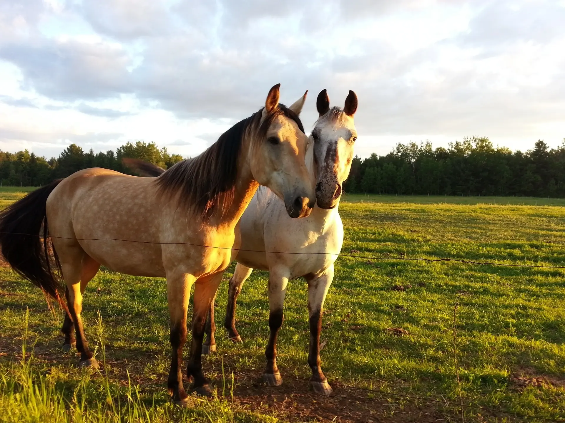 Buckskin horse