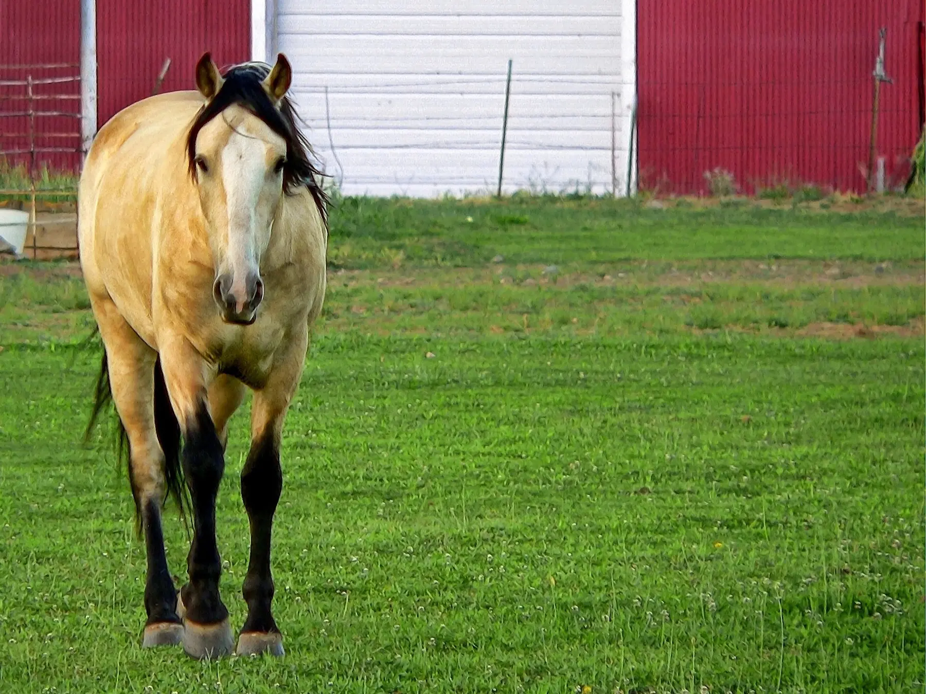 Buckskin horse