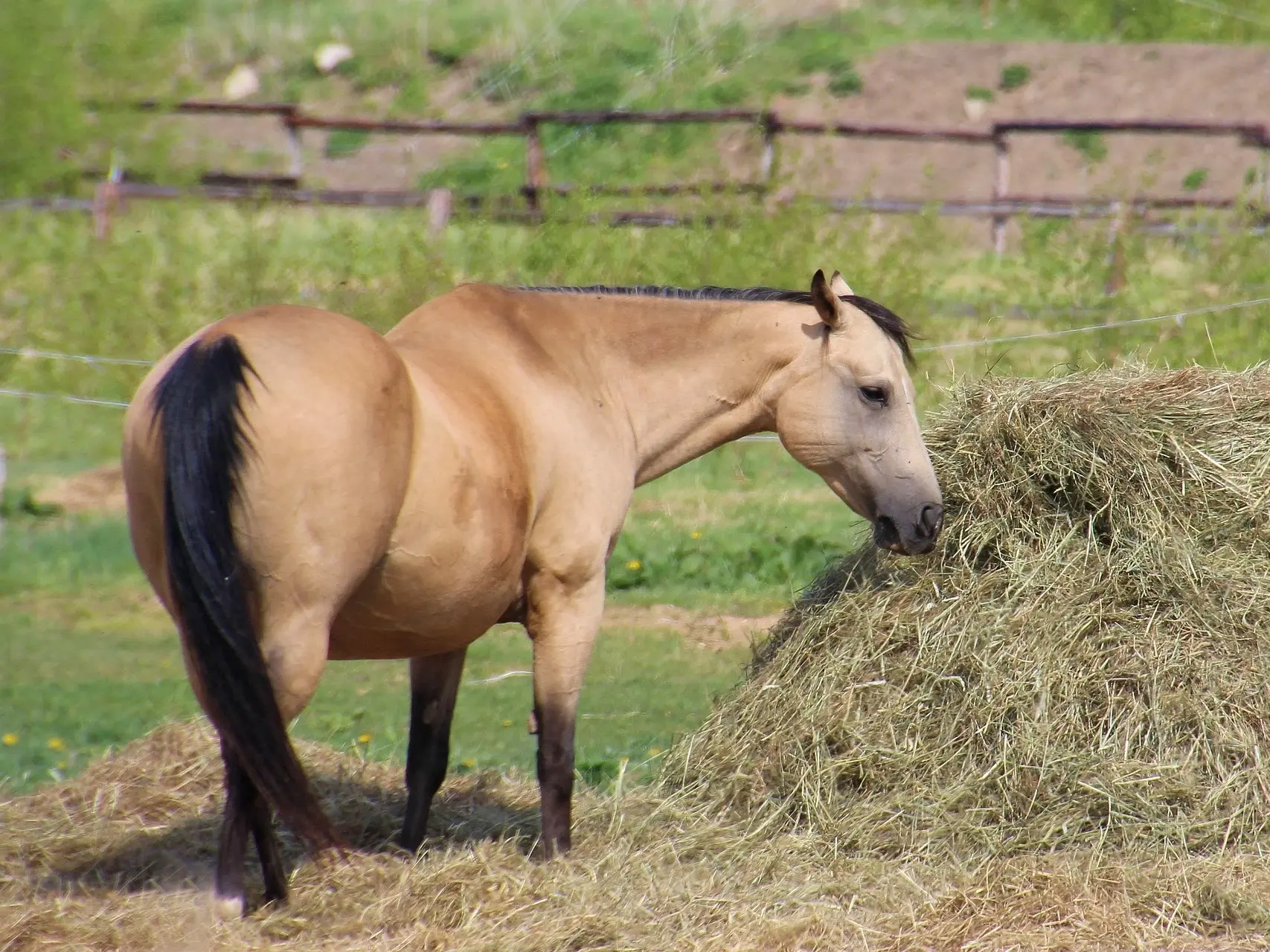 Buckskin horse