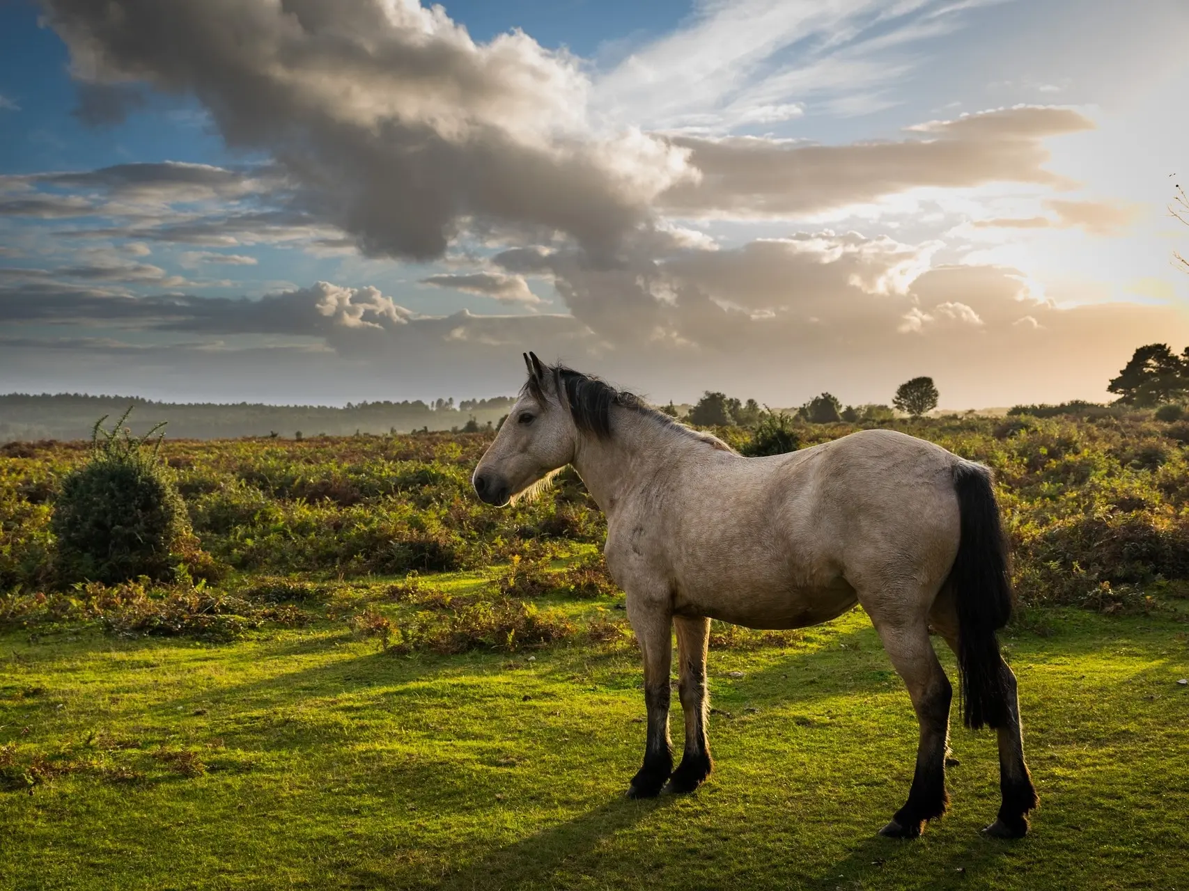 Buckskin horse