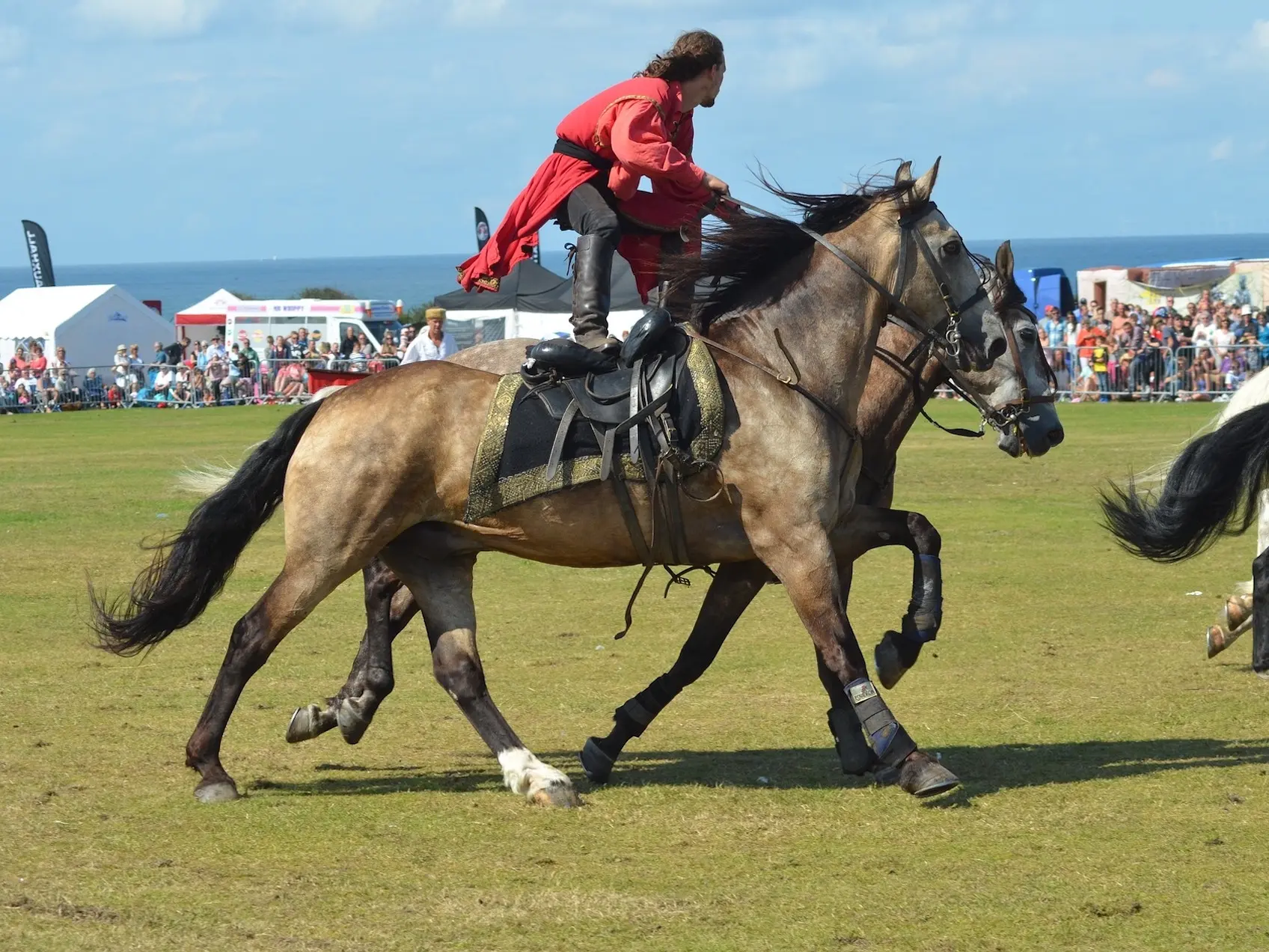 Buckskin horse