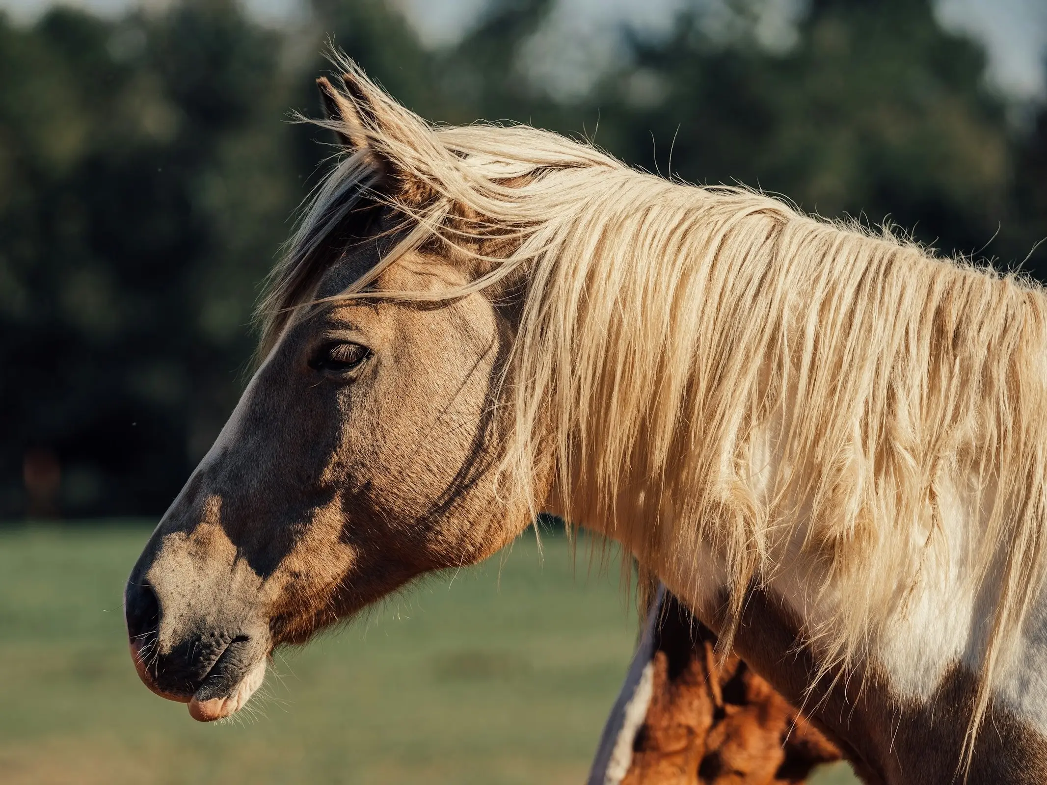 Pinto cream horse