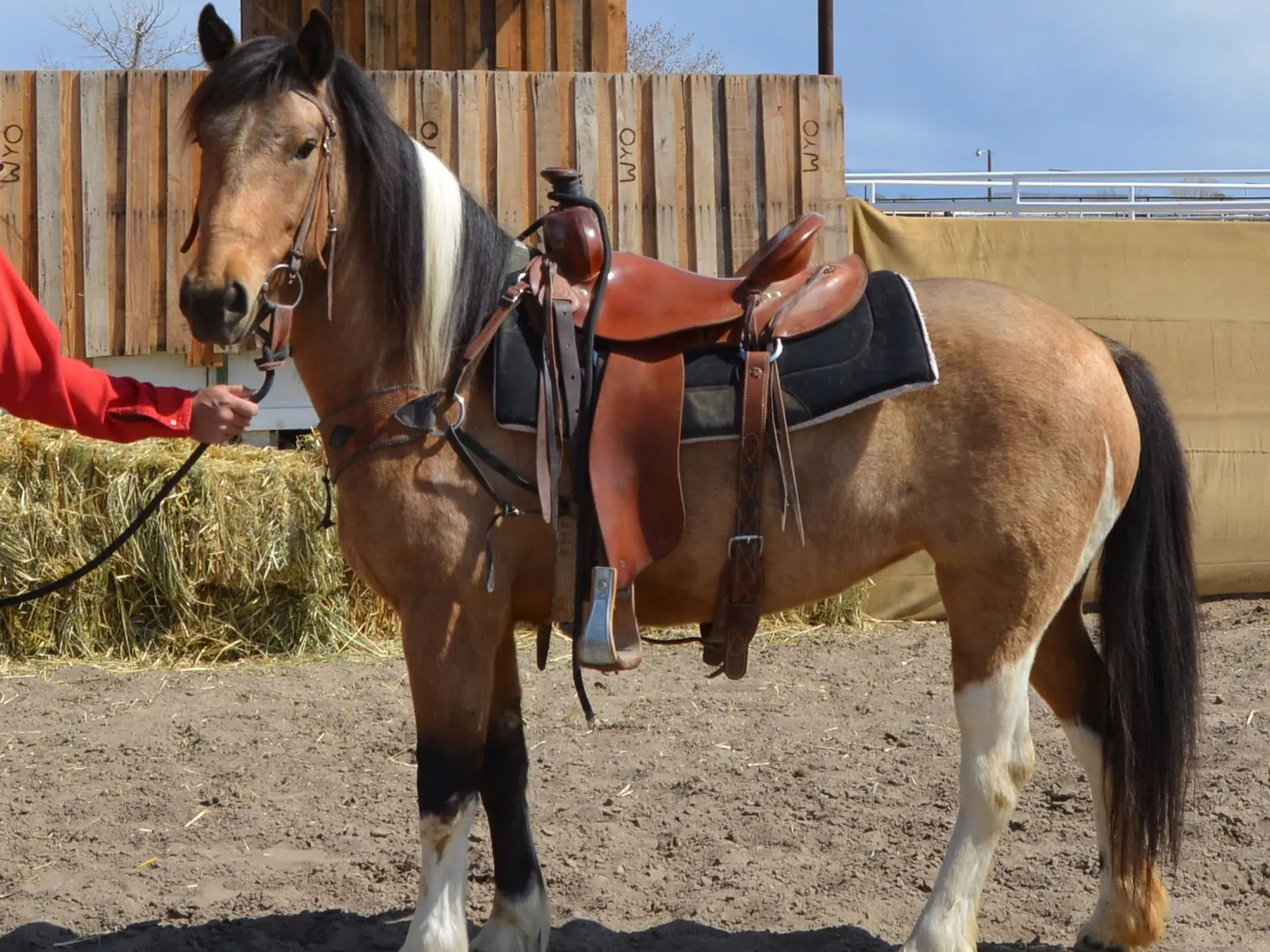 Pinto cream horse