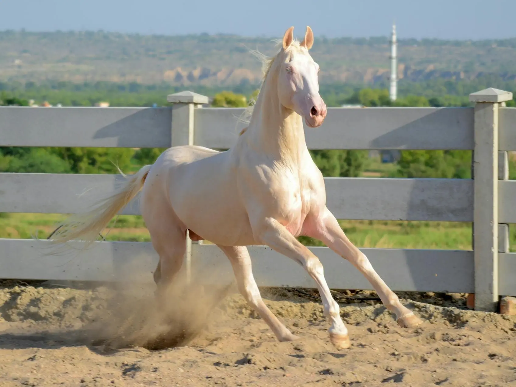 Cremello horse