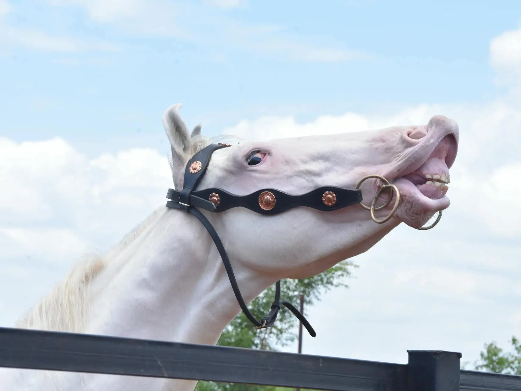 Cremello horse