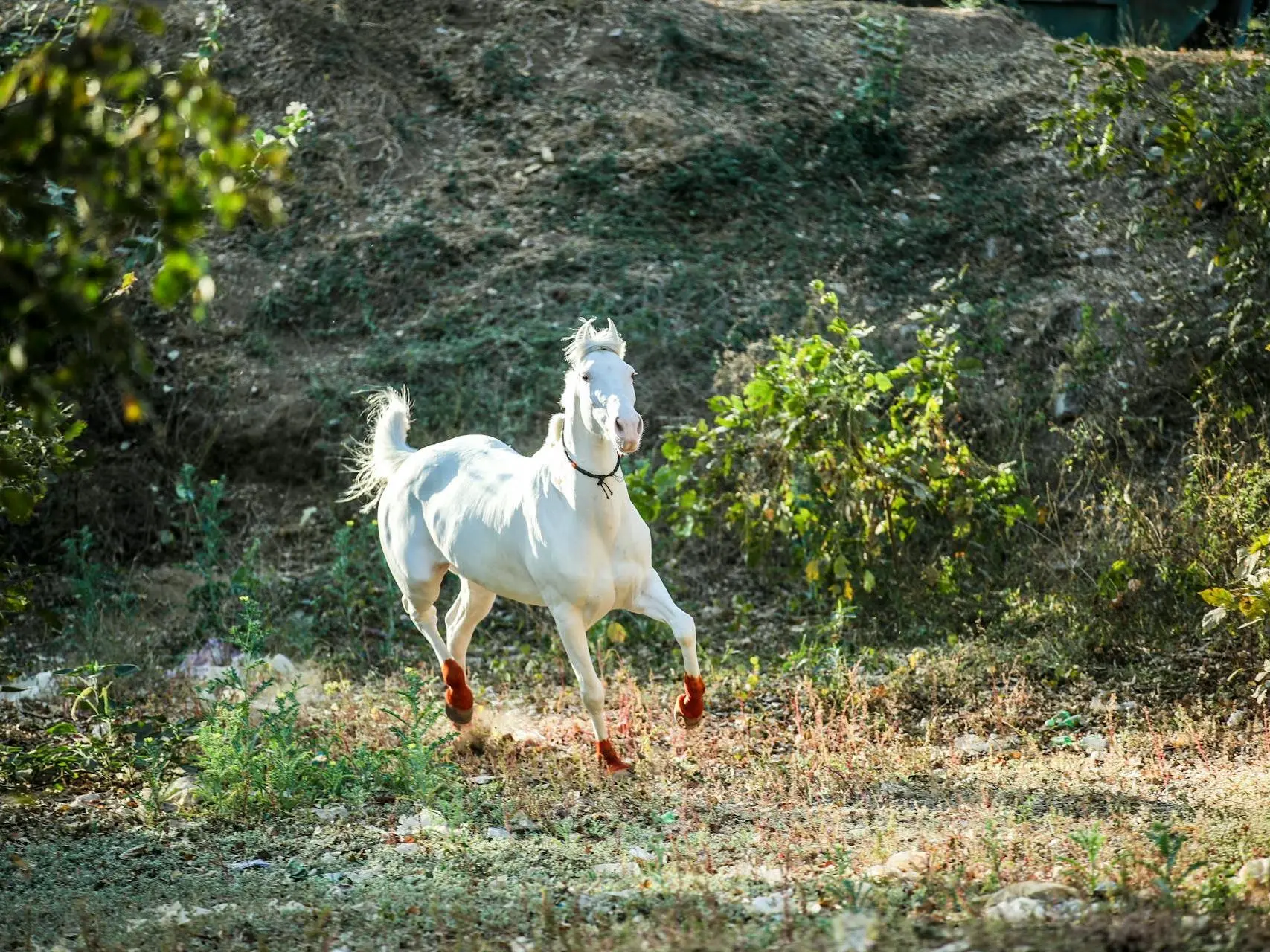 Cremello horse