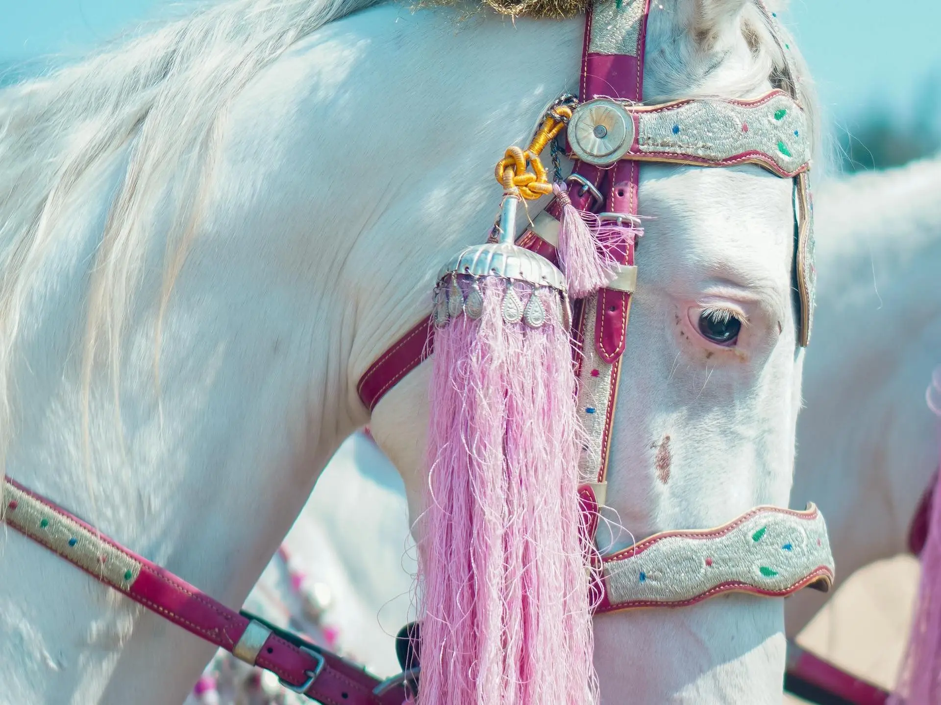 Cremello horse