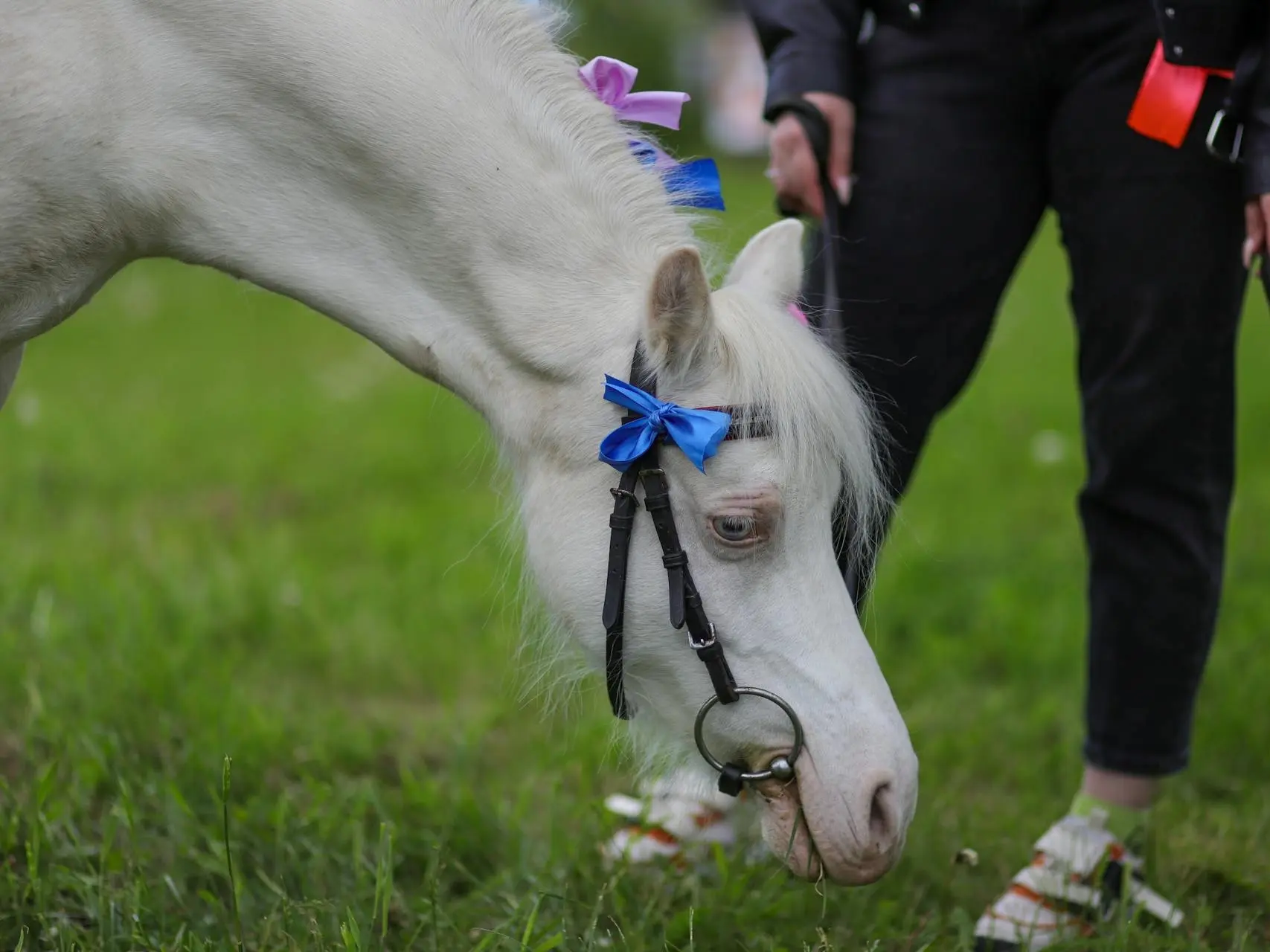 Cremello horse