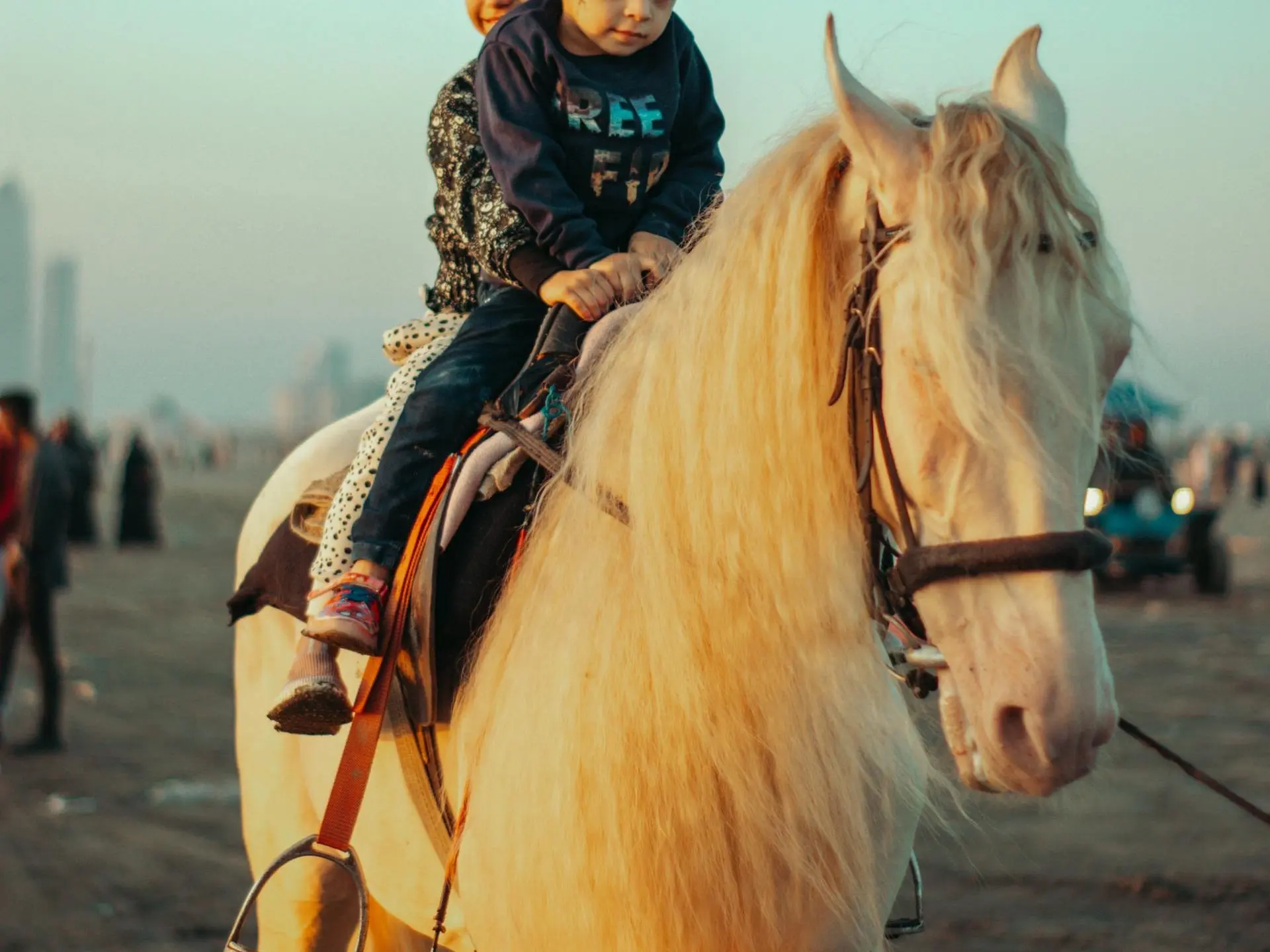 Cremello horse