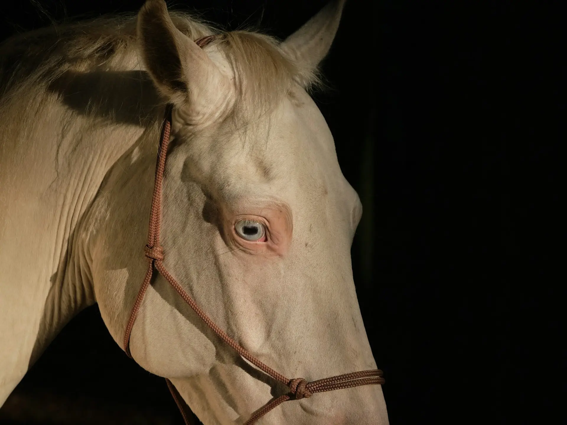 Cremello horse