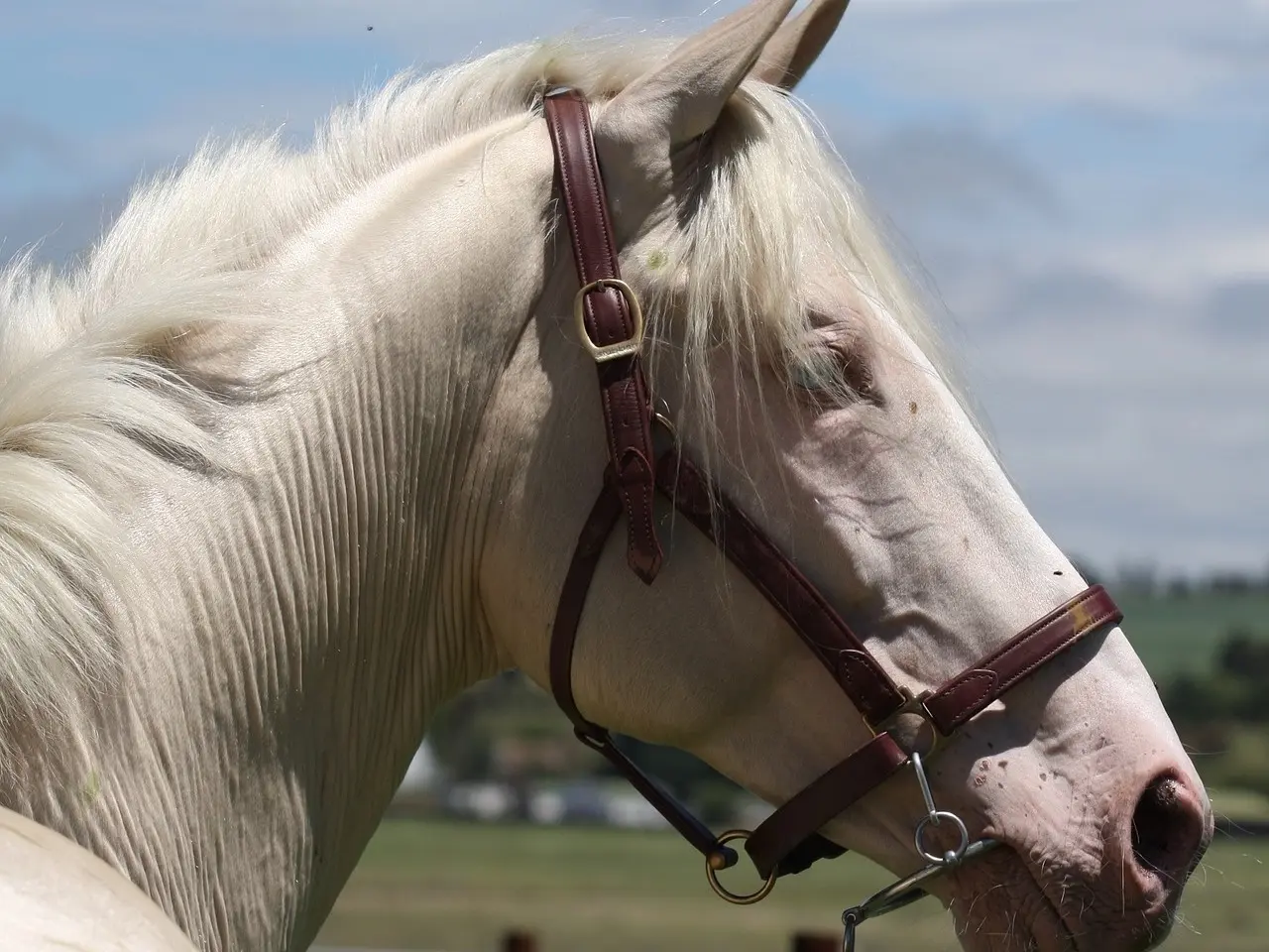 Cremello horse