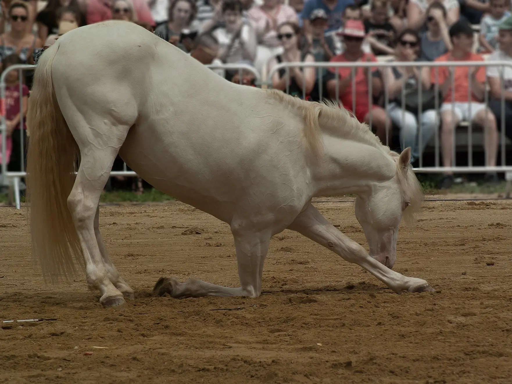 Cremello horse