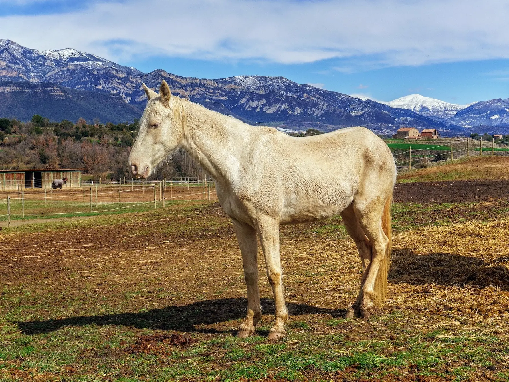 Cremello horse