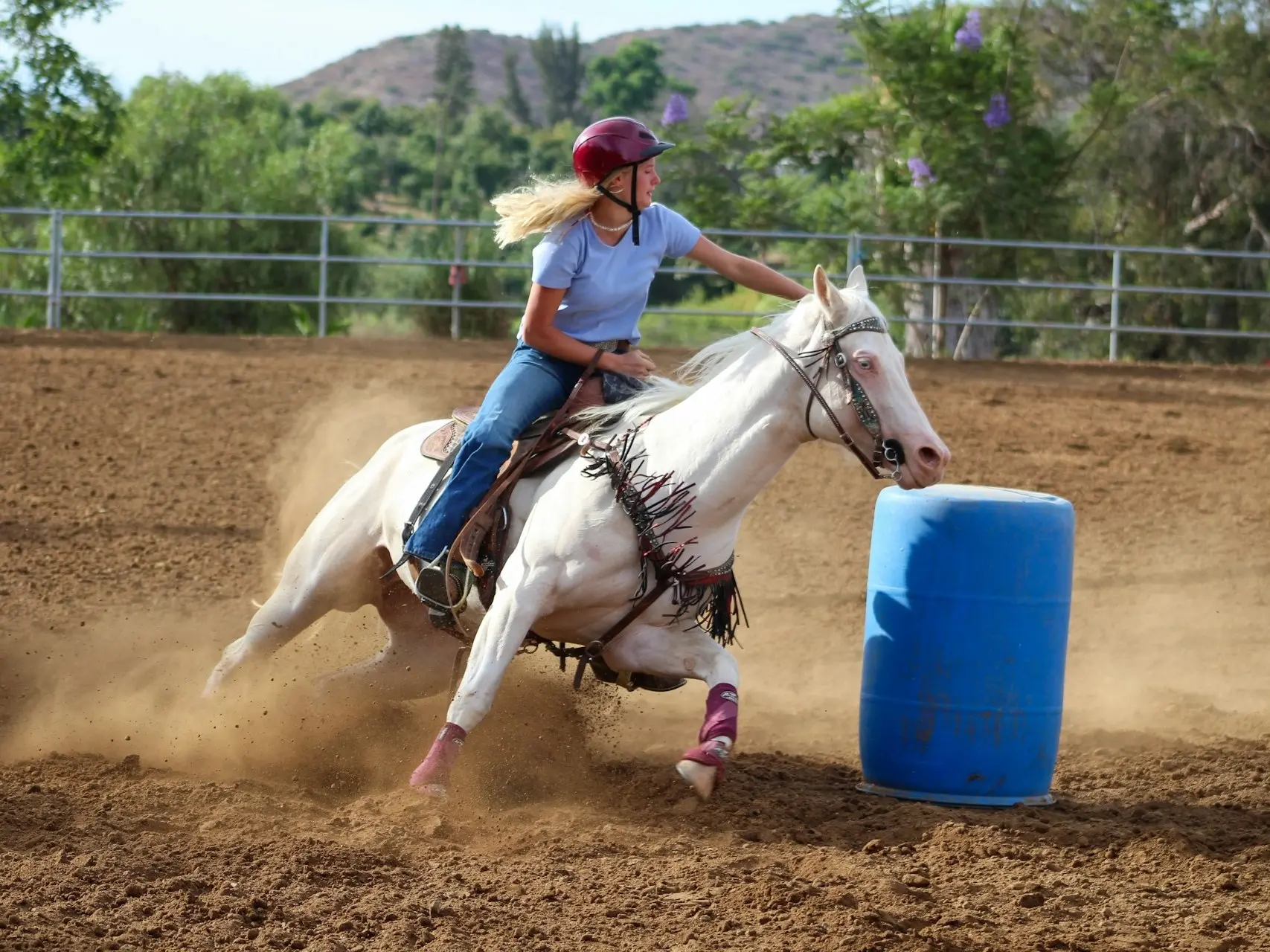 Cremello horse