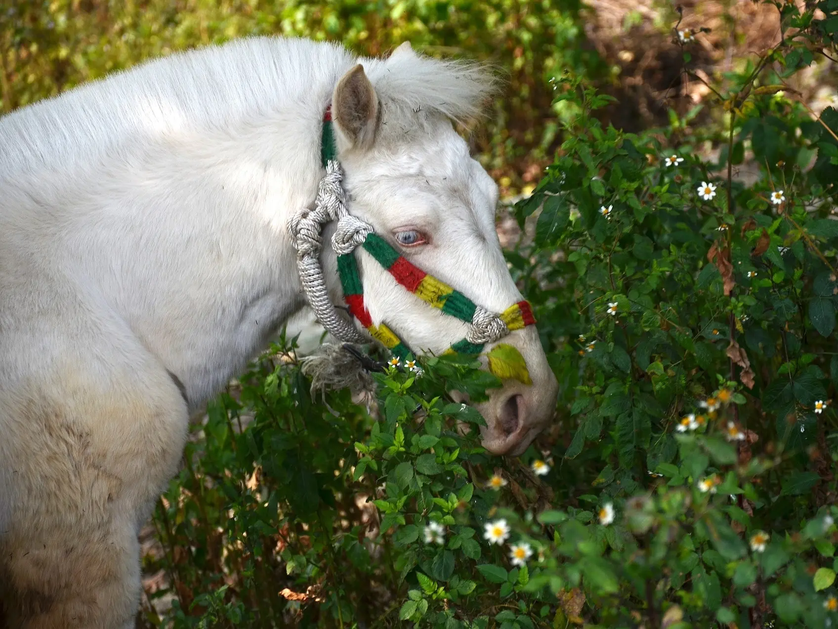 Cremello horse