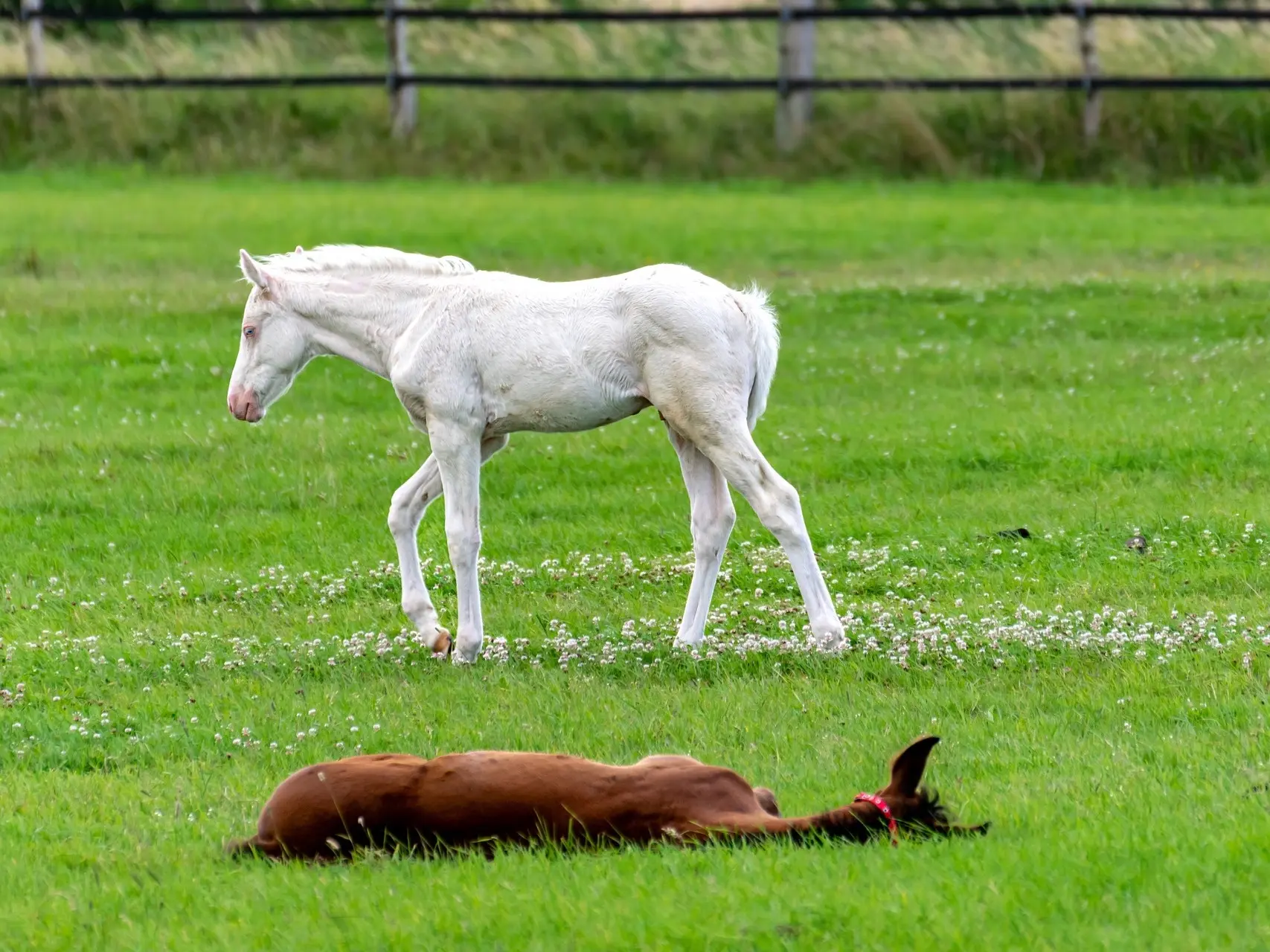 Cremello horse