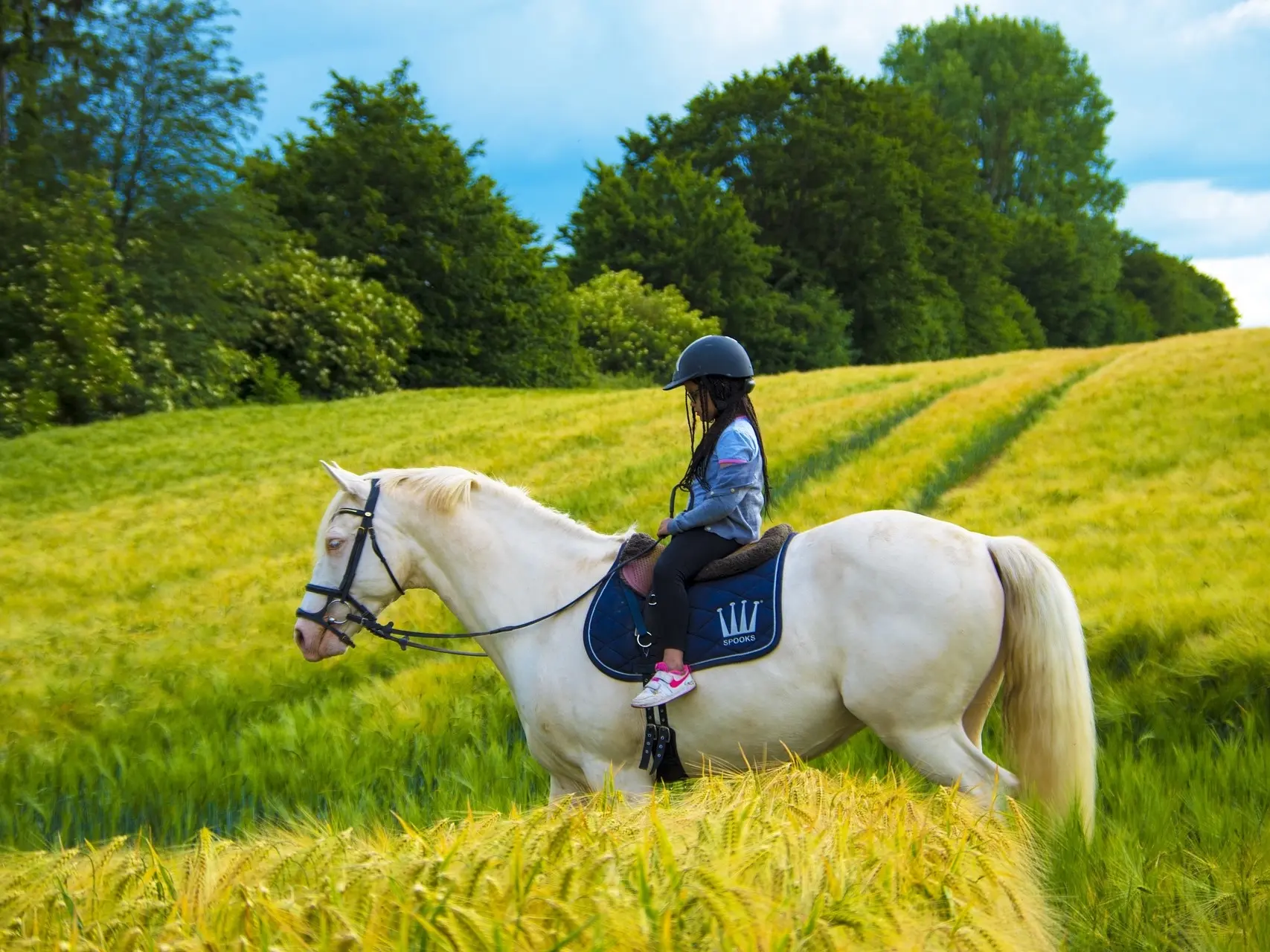 Cremello horse