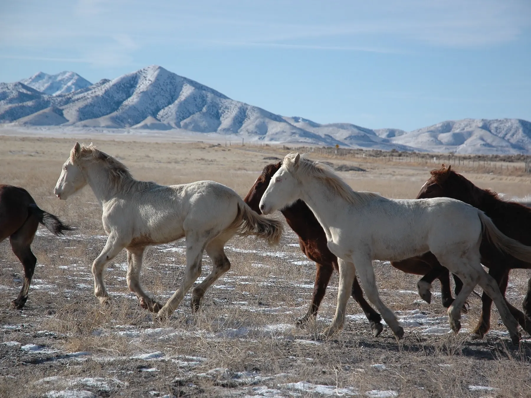 Cremello horse