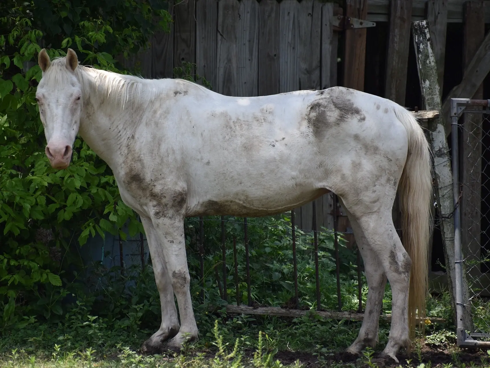 Cremello horse