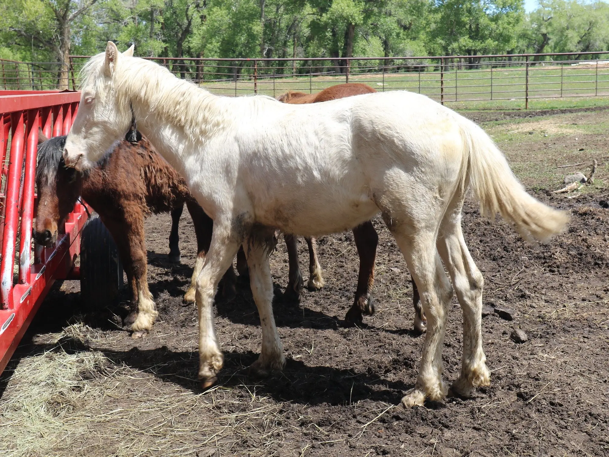 Cremello horse