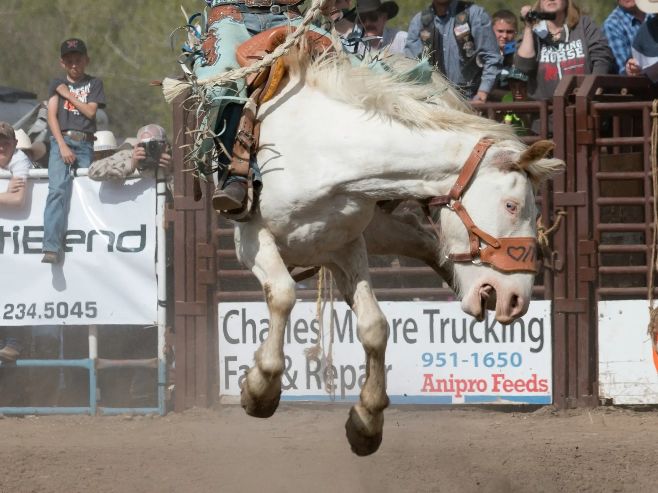 Cremello horse