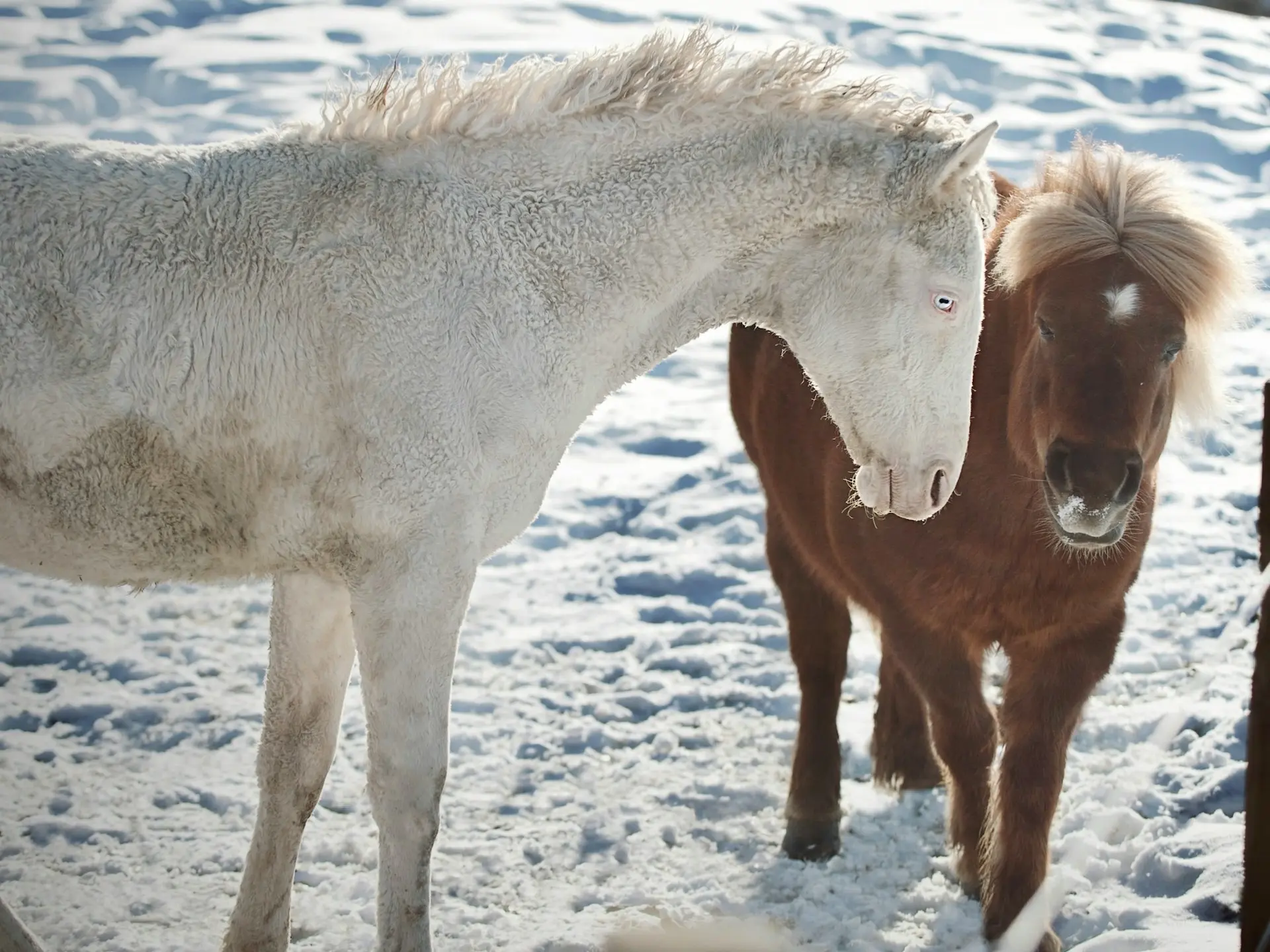 Cremello horse