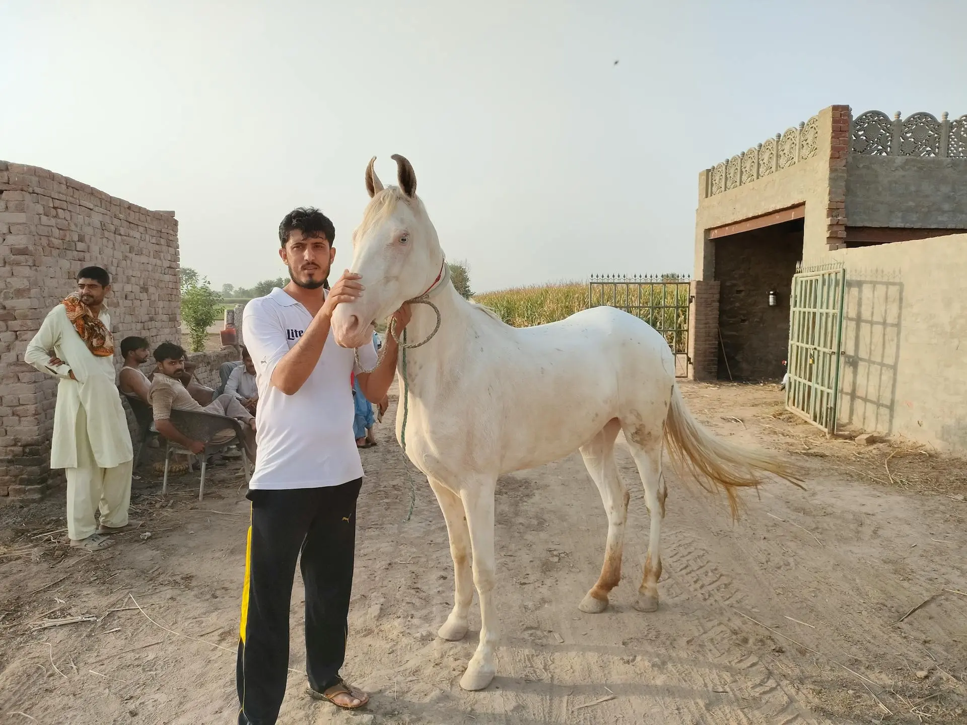 Cremello horse