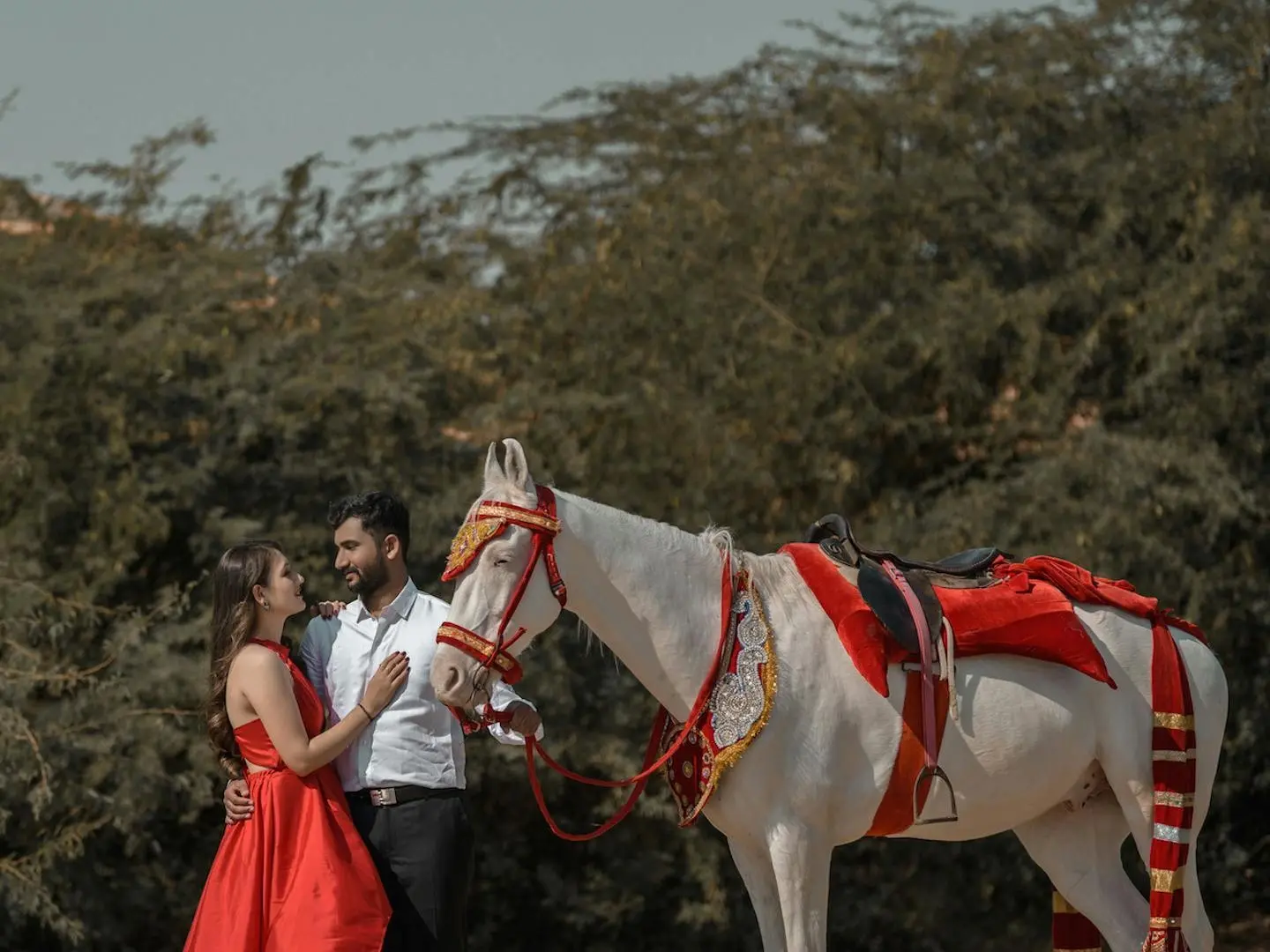 Cremello horse