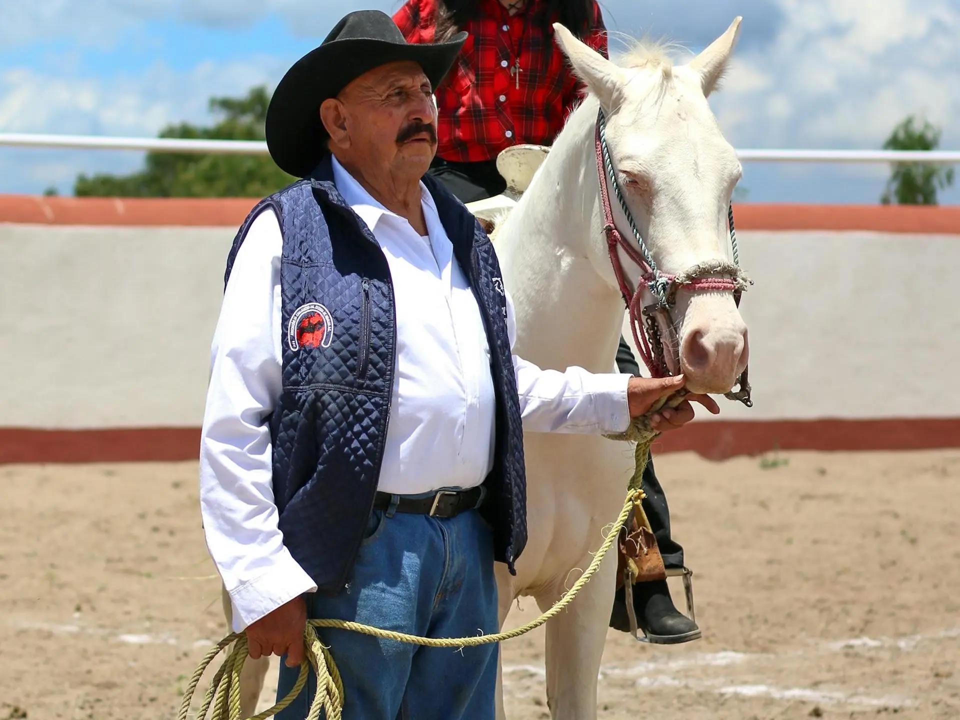 Cremello horse