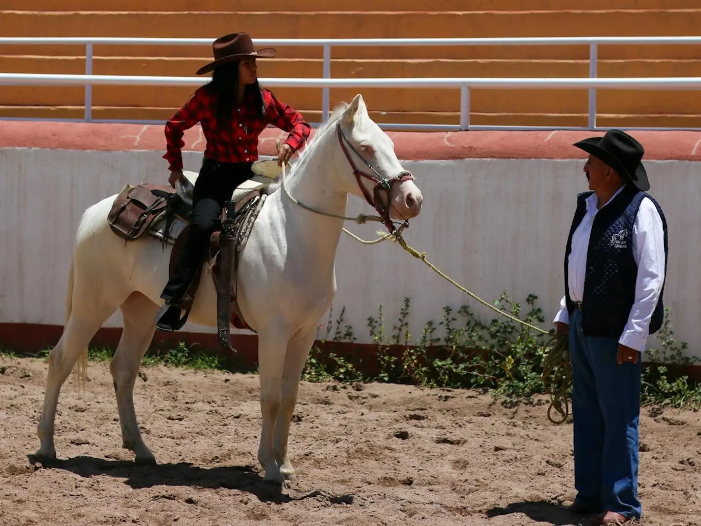 Cremello horse