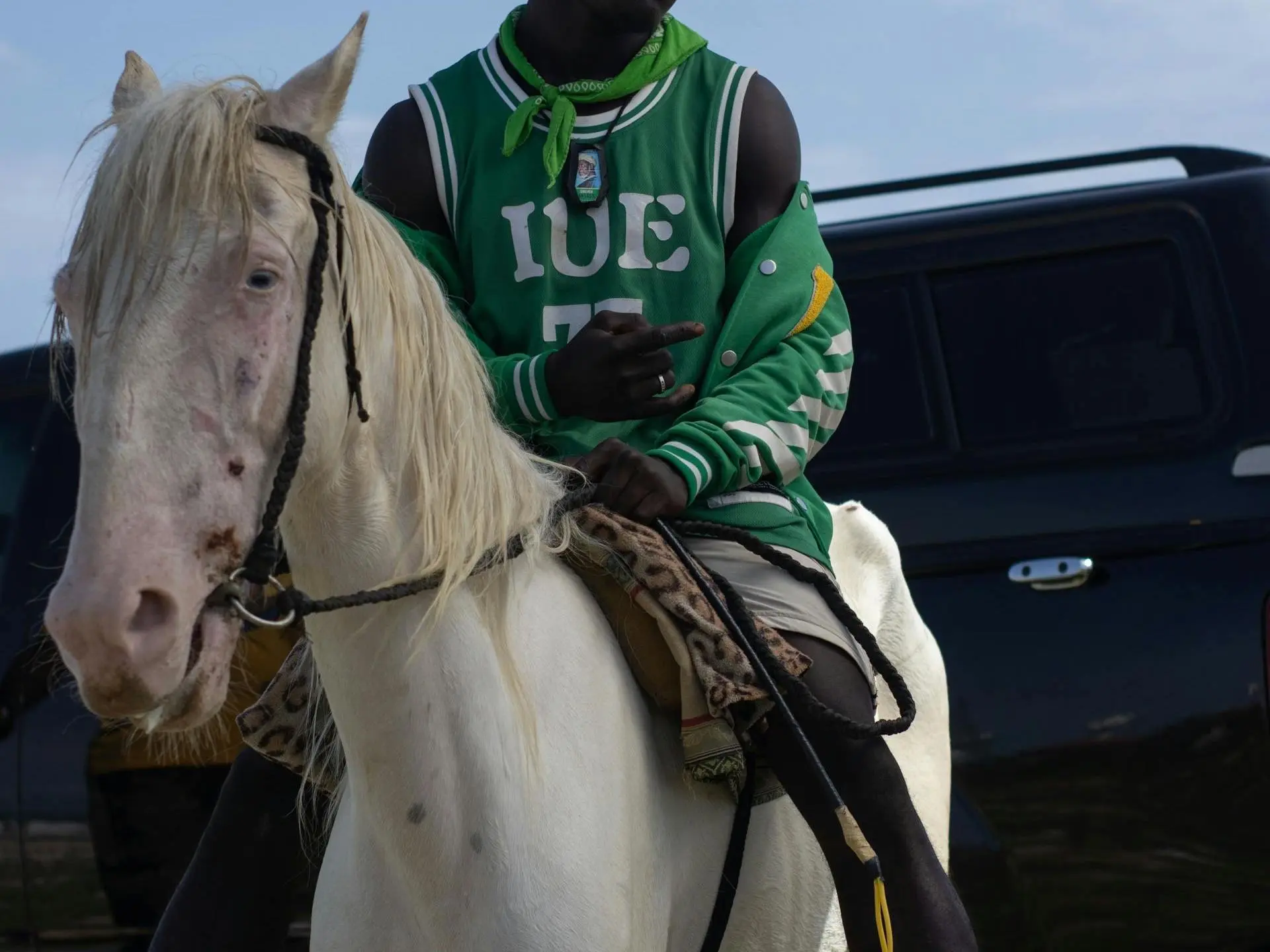 Cremello horse