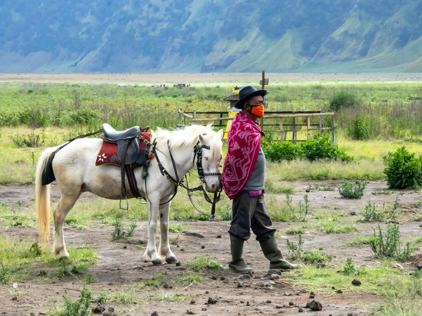 Cremello horse