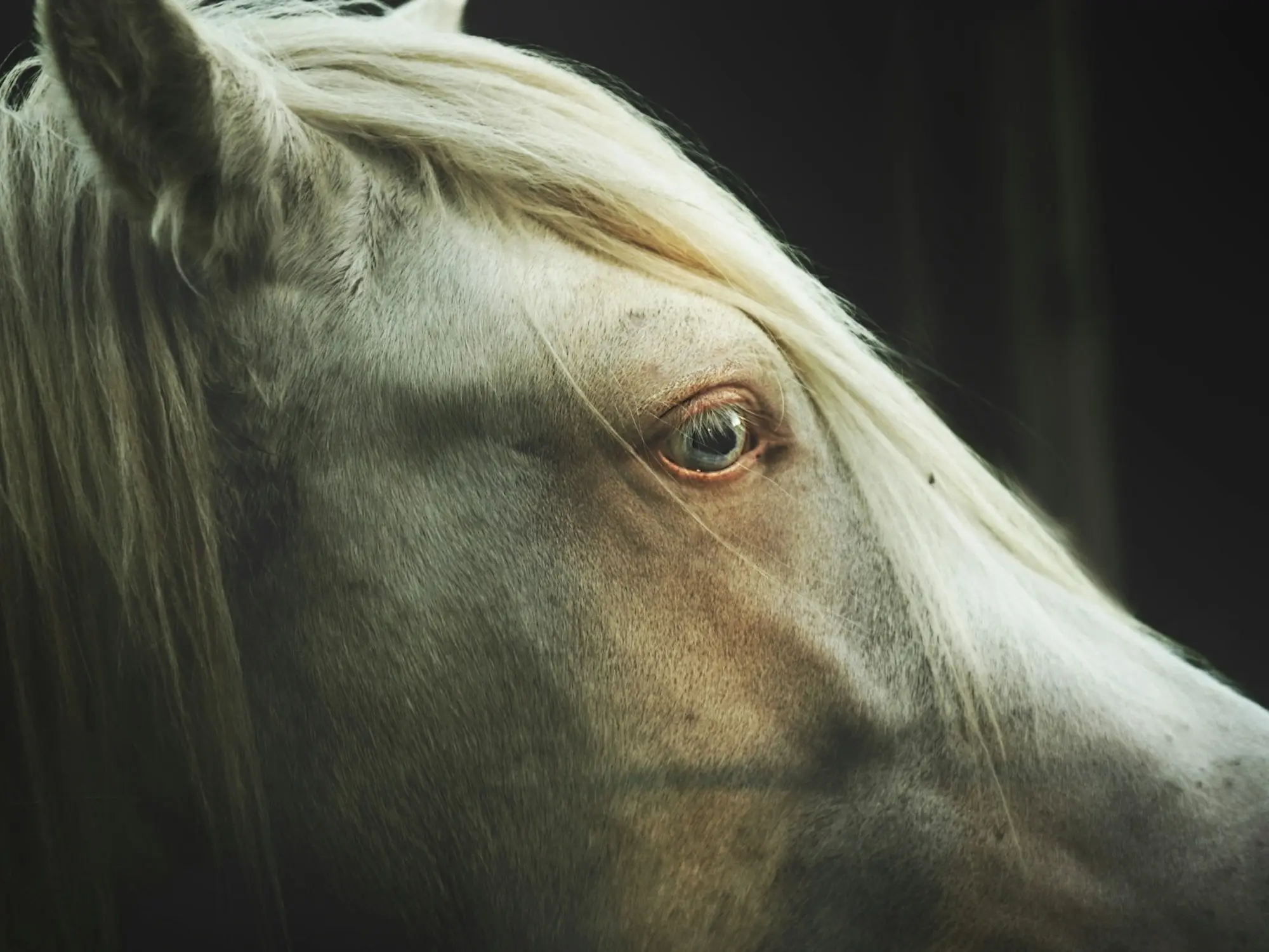 Horse with blue eyes